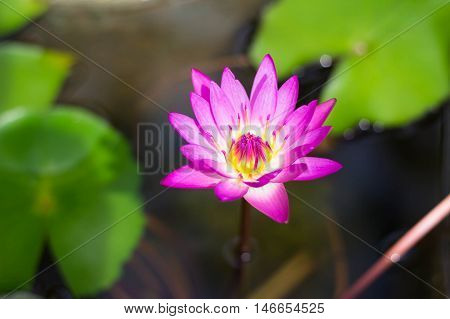 Pink lotus in river from Bangkok  Thailand