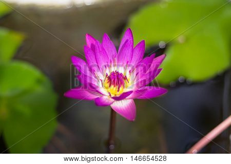Pink lotus in river from Bangkok  Thailand