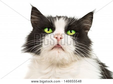 Black & white cat on white isolated background.
