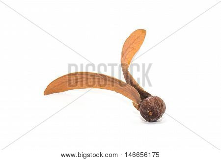 Dipterocarpus turbinatus isolate : The winged seed blowing in the wind