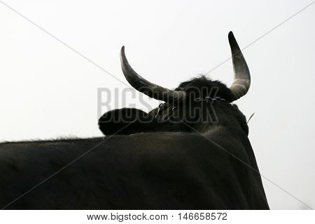 Cow horns silhouetted against white background abstract