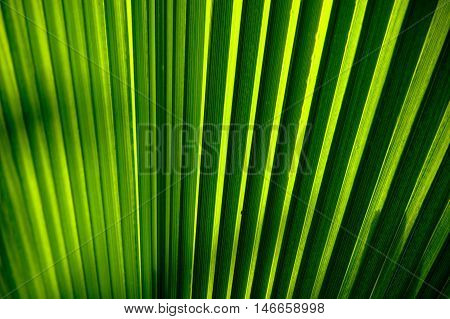 Abstract closeup of a green pleated palm leaf. Detailed texture