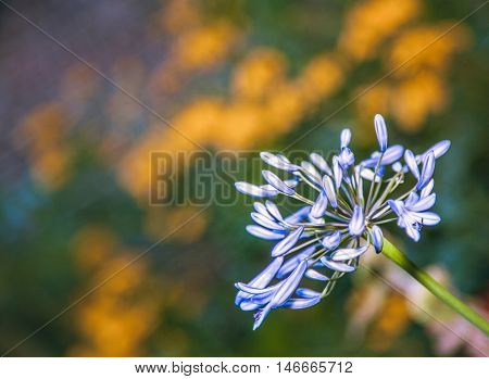 Close up of a beautiful blue Alium flower