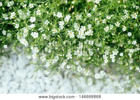 White flowers of ornamental plant Alissum. Flowers grow along the road
