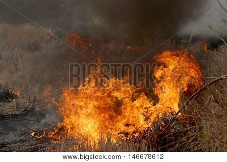 Summer wildfires burning in the Forest at rural area of Khon KaenThailand due to the very hot weather.