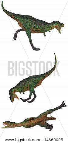 Aucasaurus