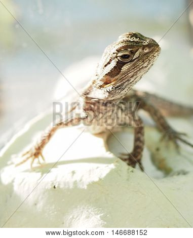 white small Gecko in captivity pet threat