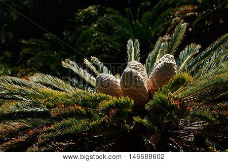 Leaves and cones of a rare cycad  (Encephalartos spp.), South Africa