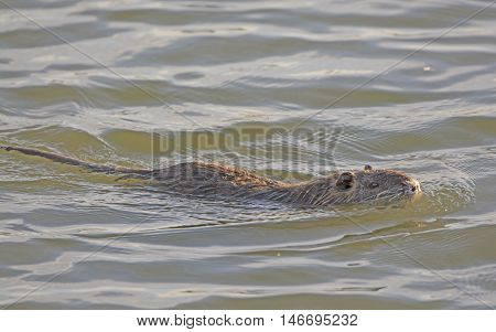 Nutria in a Wetland Pond near Port Aransas Texas