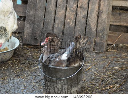 Musky Duck Bathes In A Bucket Of Water.