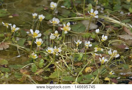 Pond Water Crowfoot - Ranunculus peltatus White Water Flowers
