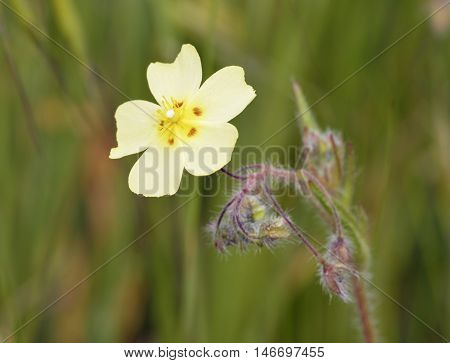 Spotted Rock-rose - Tuberaria guttata Small Mediterranean Flower