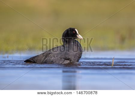 Eurasian Coot Waterfowl Washing In Wetland Pond