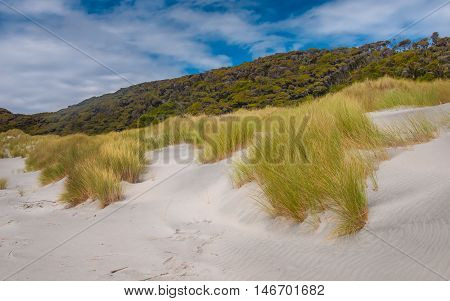 Dune Vegetation Wharariki Beach