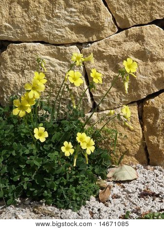 Gule blomster