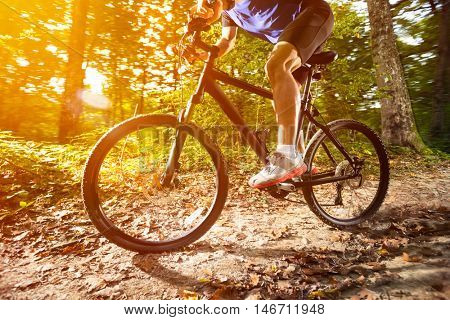 Forest mountain biking