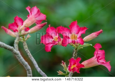 Close up of Red Desert Rose. Adenium Tropical flower
