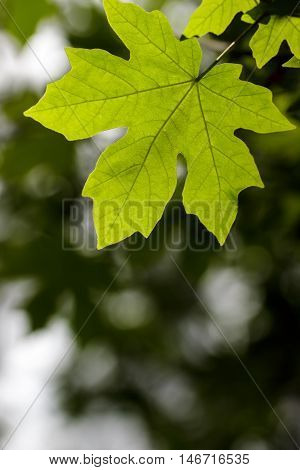 Bigleaf Maple