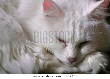 Blanc couchage chat d'Angora Turc