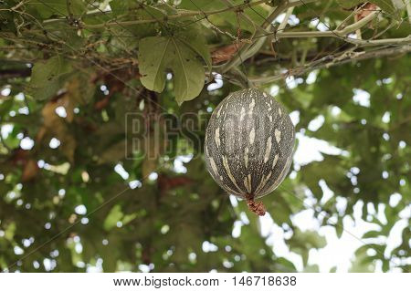 Squash Cushaw Pumpkin Or Cucurbita Mixta On Tree