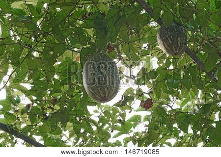 Squash Cushaw Pumpkin Or Cucurbita Mixta On Tree