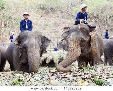 Chiang Mai Thailand,13 March 2016:thai Mahouts Ride On Elephants Enjoying Various Kind Of Fruits And