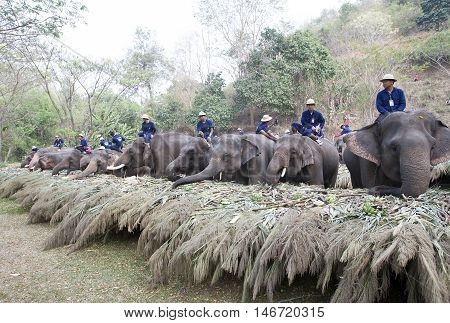 Chiang Mai Thailand,13 March 2016:thai Mahouts Ride On Elephants Enjoying Various Kind Of Fruits And
