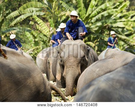 Chiang Mai Thailand,13 March 2016:thai Mahouts Ride On Elephants Enjoying Various Kind Of Fruits And