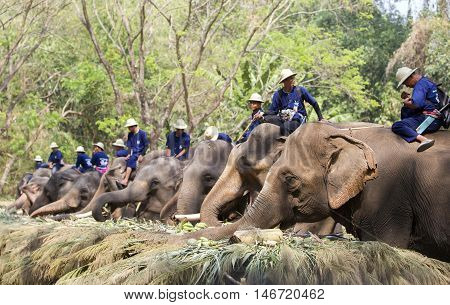 Chiang Mai Thailand,13 March 2016:thai Mahouts Ride On Elephants Enjoying Various Kind Of Fruits And