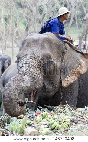 Chiang Mai Thailand,13 March 2016:thai Mahouts Ride On Elephants Enjoying Various Kind Of Fruits And