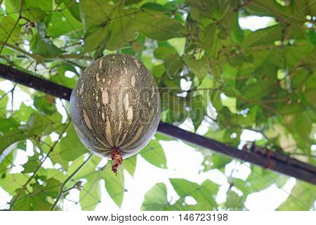 Squash Cushaw Pumpkin Or Cucurbita Mixta On Tree