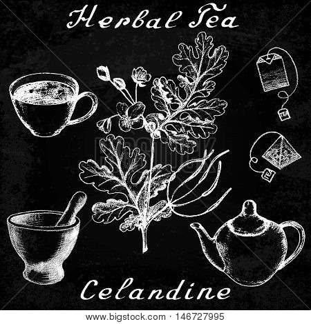 Greater celandine hand drawn sketch botanical illustration. Utensils for tea. Vector illustation. Medical herbs. Effect of chalk board. Grunge background