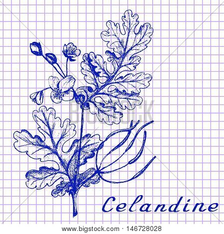 Greater celandine. Botanical drawing on exercise book background. Vector illustration. Medical herbs