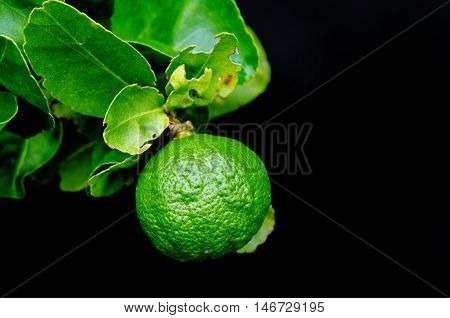 Bergamot Orange Hanging Fruits With Leaf Isolated On Black Background