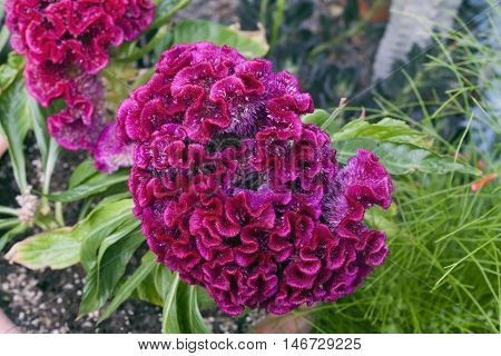 Celosia argentea var cristata flower plant also known as cockscomb and family of amaranthaceae