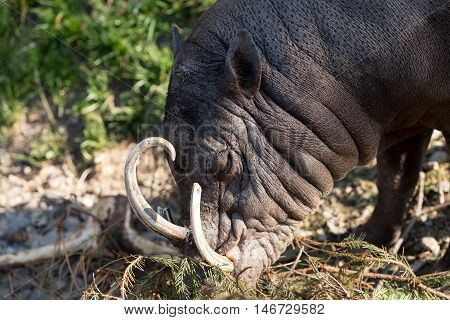 North Sulawesi Babirusa