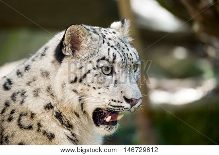 Snow Leopard, Irbis Uncia Uncia