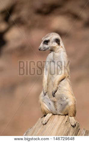 Meerkat Or Suricate
