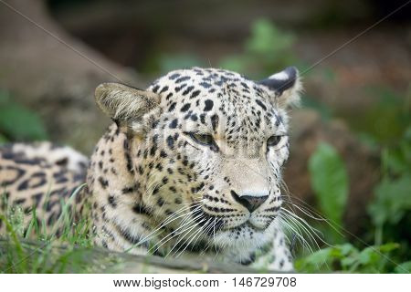 Persian Leopard (panthera Pardus Saxicolor)