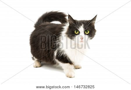 Black & white cat on white isolated background.