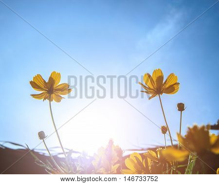 Yellow cosmos flower with beautiful sky and sunlight use for background and wallpeper.