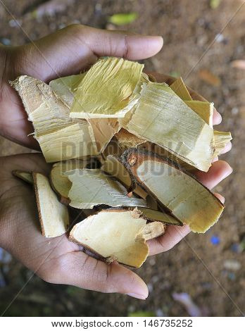Tongkat Ali / Eurycoma Longifolia