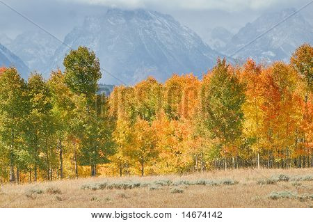 Tetons ตก