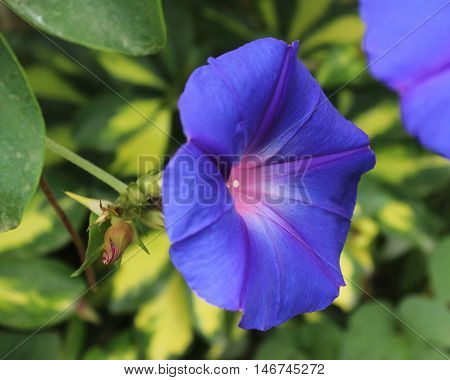 The flower of the beautiful deep blue Ipomea also known as Heavenly Blue.