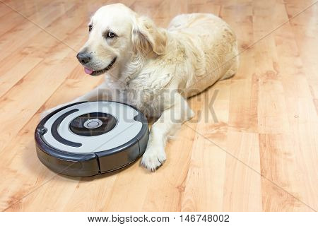 Cute Golden Retriever dog peeks at the camera lying next to the robotic vacuum cleaner on the floor. All potential trademarks and control buttons are removed.