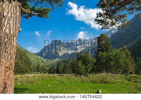 forest in mountain with green grass and blue sky with clouds