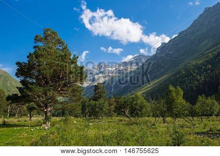 forest in mountain with green grass and blue sky with clouds