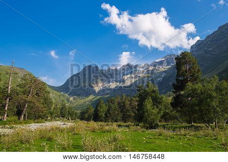 forest in mountain with green grass and blue sky with clouds
