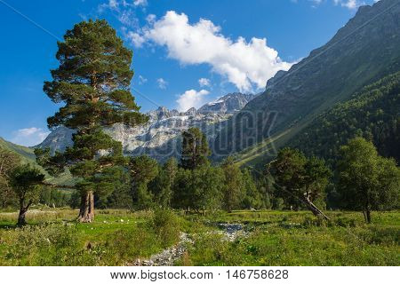forest in mountain with green grass and blue sky with clouds