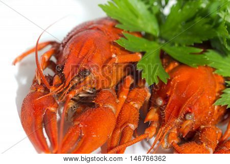 macor two Boiled crayfishs on isolate white background with green